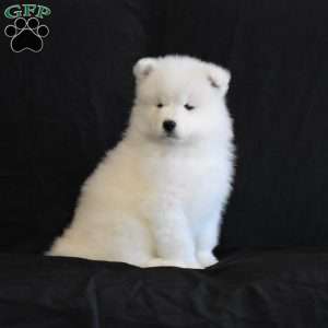 Bella, Samoyed Puppy